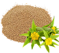 Rhodiola Rosea